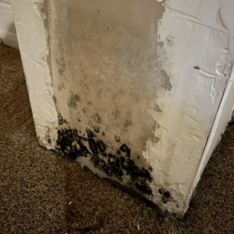 Professional Mold Removal in Waynesville, NC